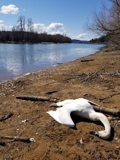 A dead swan along a riverway.
