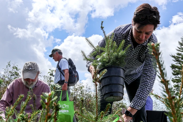 Opération de reforestation