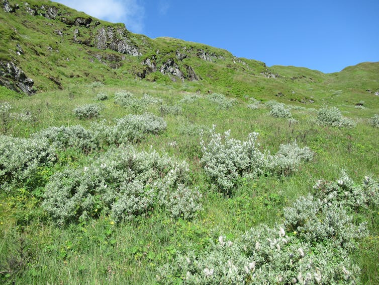 A bright green mountainside with willow scrub, patches of silvery green against a blue sky.