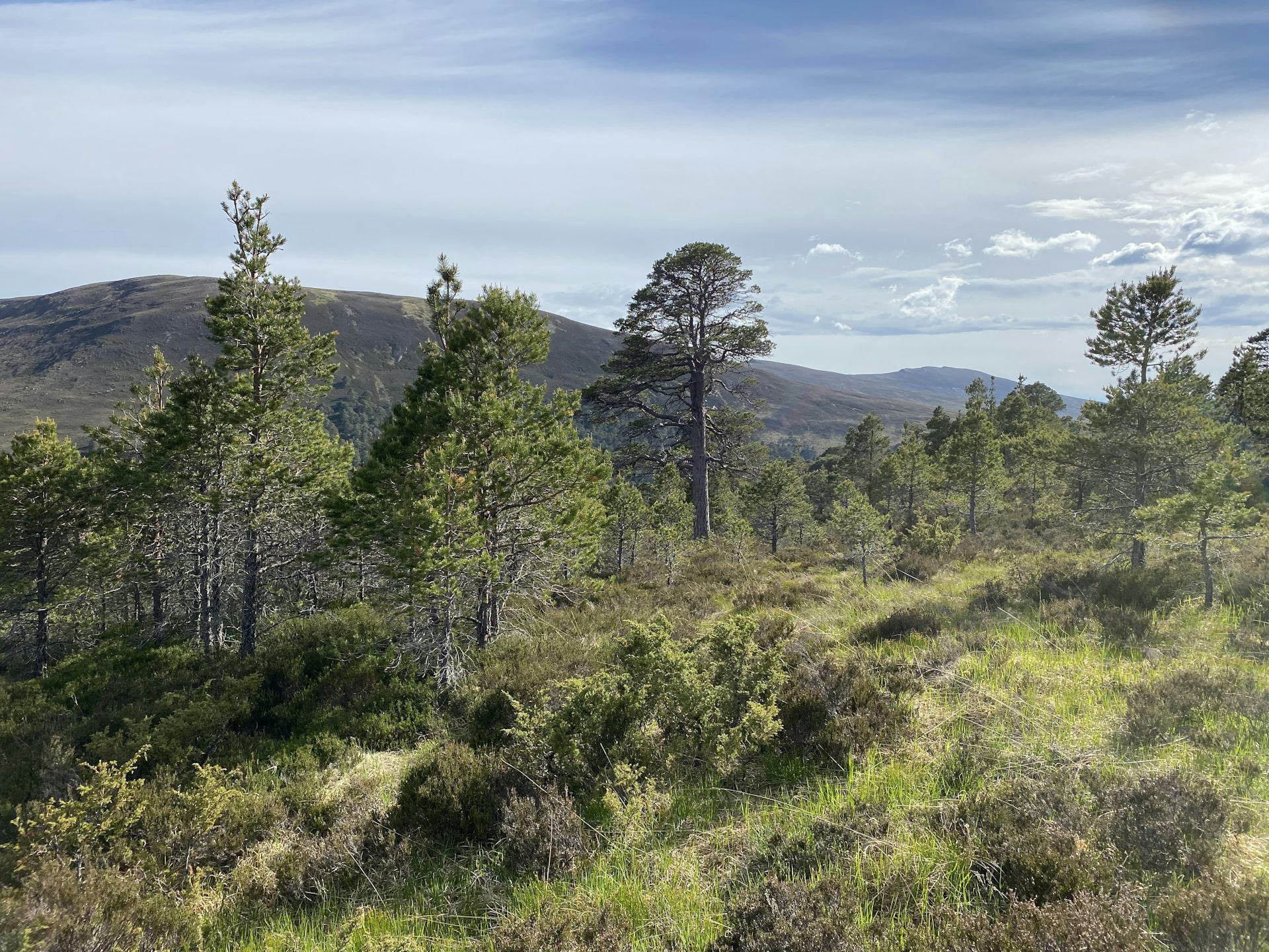 Trees discovered at recordbreaking altitudes highlight why we should restore Scotland’s