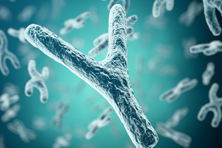 Imagen en 3D del cromosoma Y