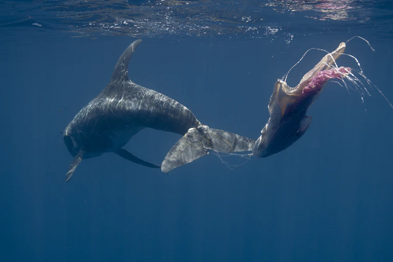 A dolphin entangled in fishing line.