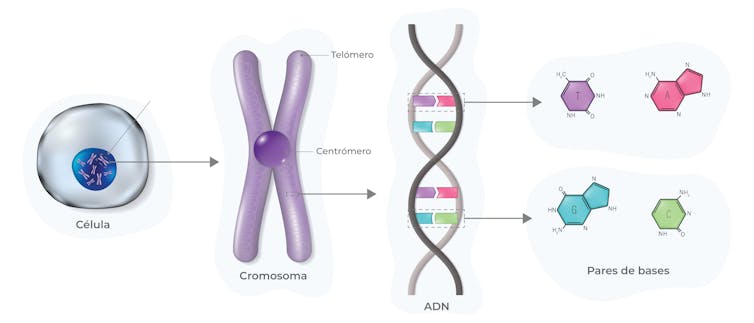 Célula, cromosoma, molécula de ADN (doble hélice) y pares de bases