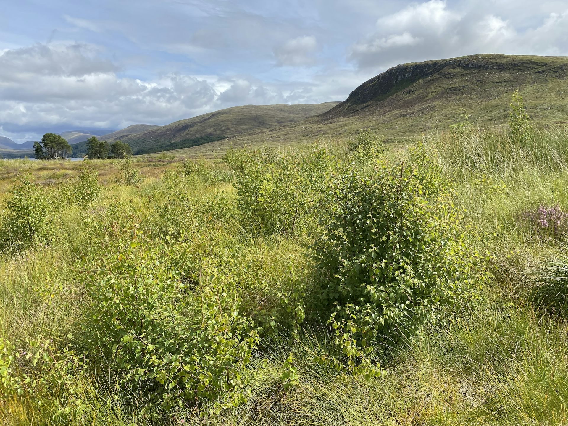 Bétulas numa encosta verde.