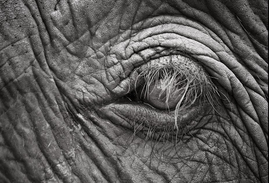 Do Elephants Have Tear Ducts