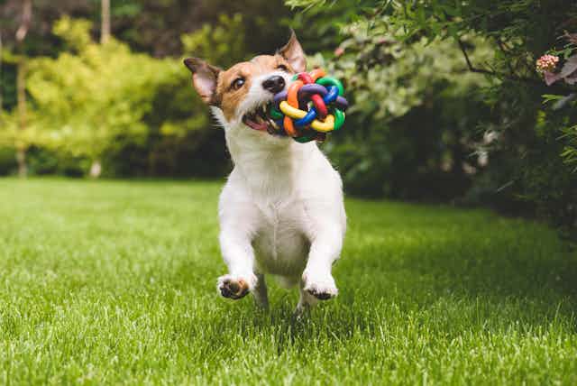 chien attrape une balle multicolore