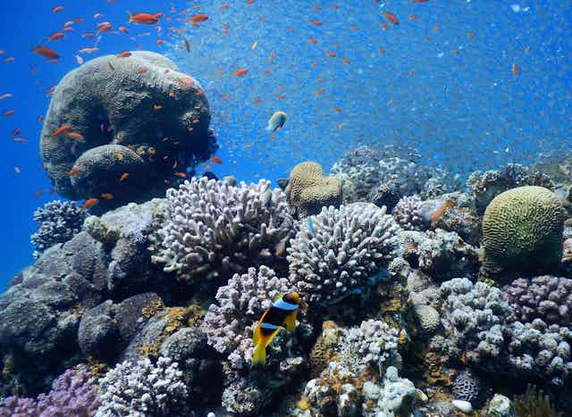 A coral reef ecosystem.