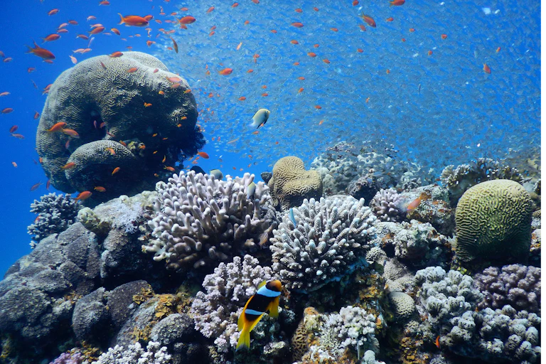 A coral reef ecosystem.
