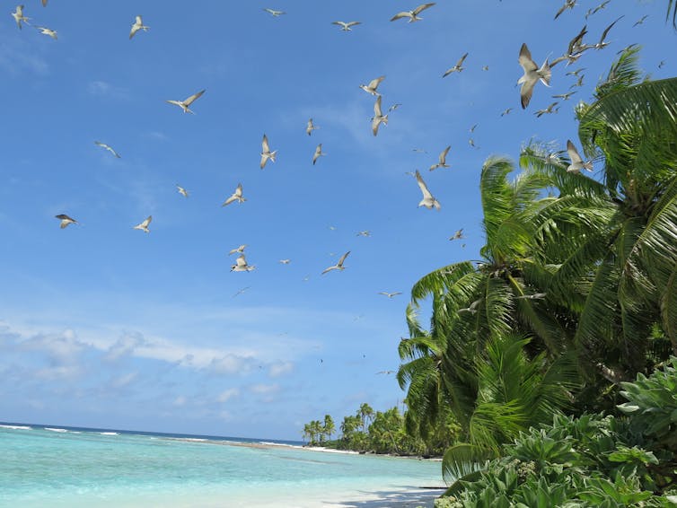 A group of seabirds above a tropical beach.