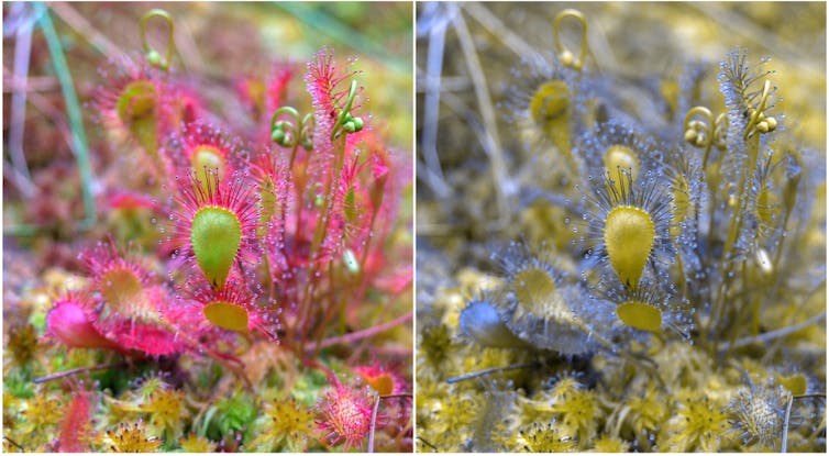 perception of a plant according to a colour-blind person