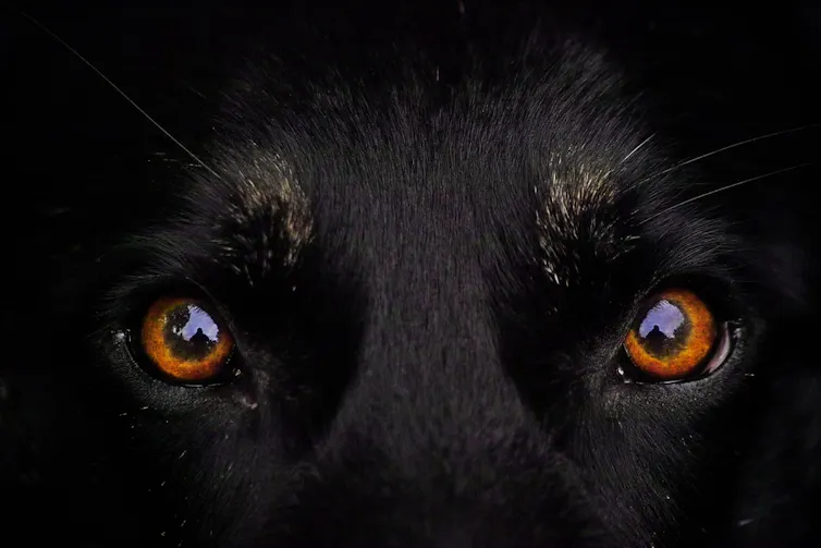 close-up of a black dog's eyes
