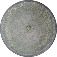 Hongo sobre una placa de Petri.