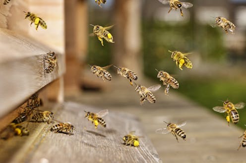How bees can monitor pollution for us – everything from toxic metals to antimicrobial resistance