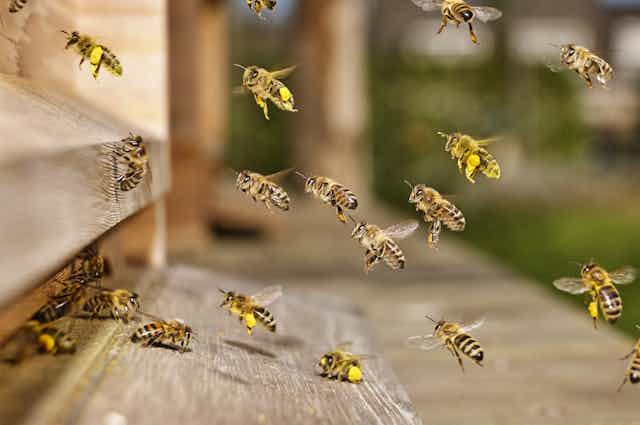 Honey bees returning to the hive