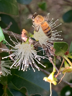 A honey bee foraging on a flower