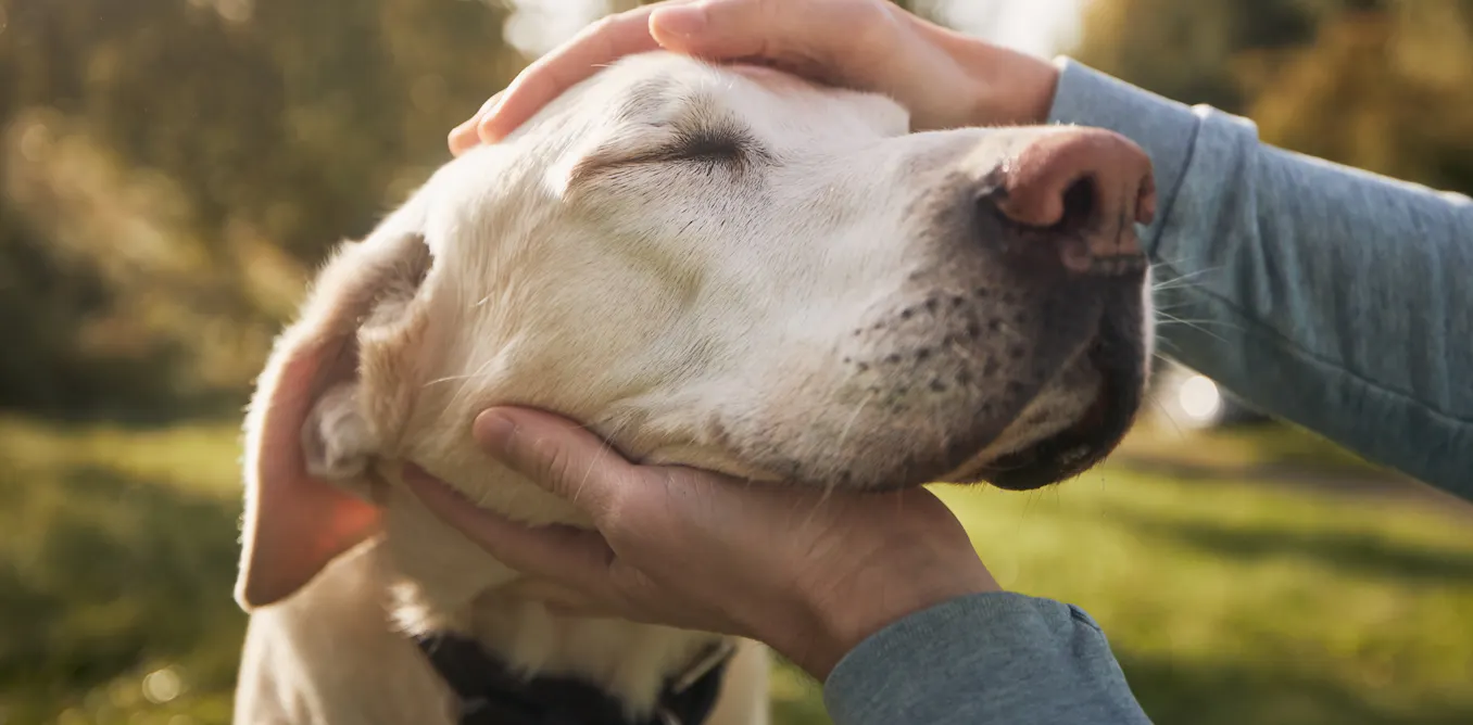Excellent Animal An expert’s top 5 reasons why dogs can be considered exceptional animals