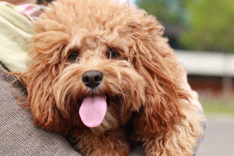 An expert’s top 5 reasons why dogs can be considered exceptional animals