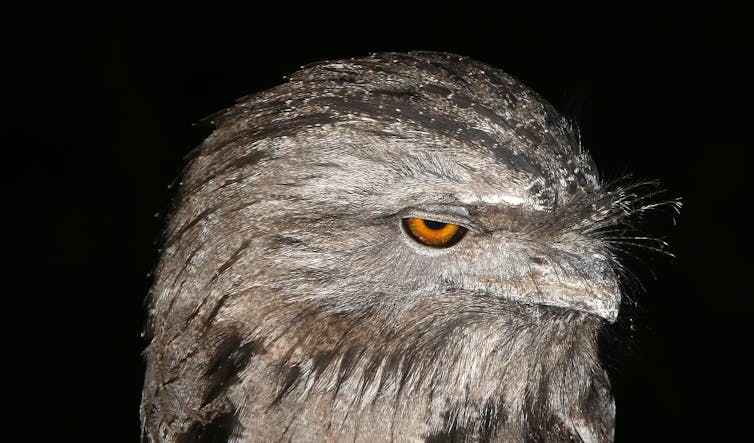 A tawny frogmouth with its head to one side, looking serious