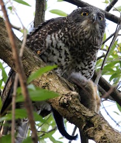 A photograph looking up at a powerful owl eating a common brushtail possum while in a tree