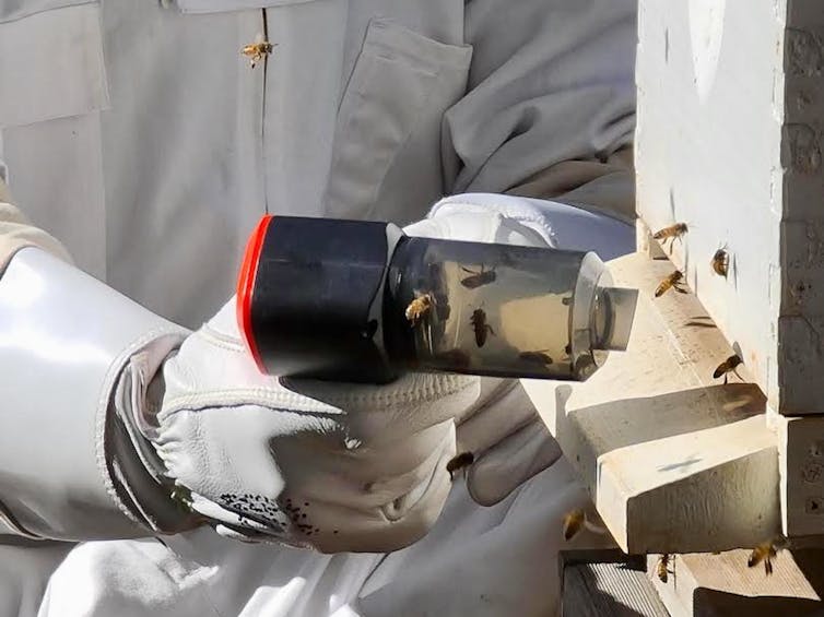 A researcher in protective beekeeping gear collects bees returning to the hive