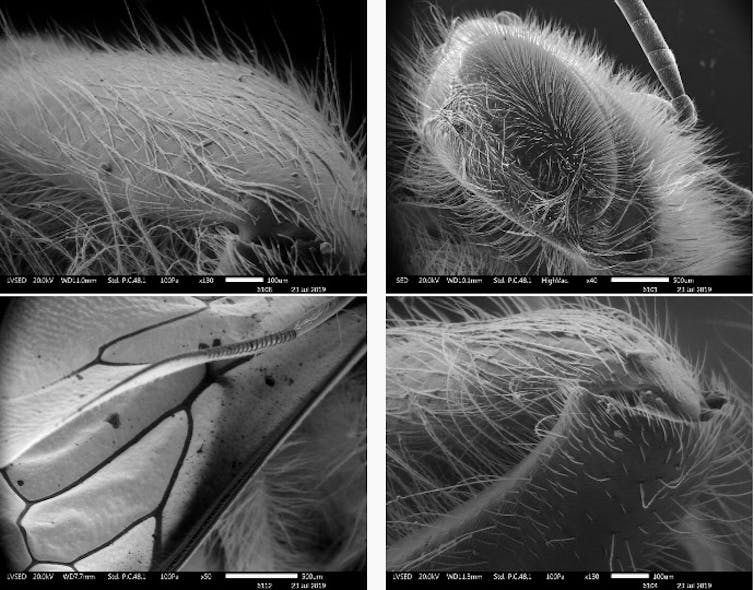 scanning electron microscope images of body surface of bees
