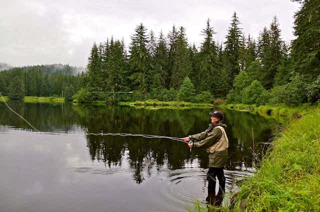 A fisher stands in a stream before evergreen trees, casting a line