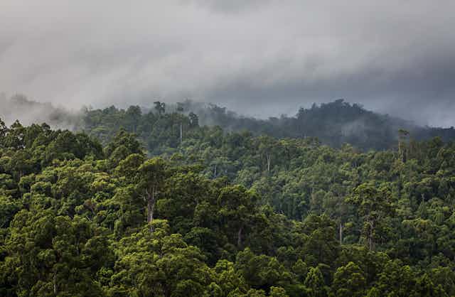 Indonesia rainforest
