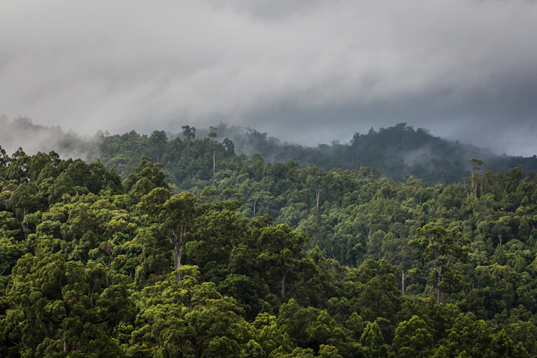 Indonesia rainforest