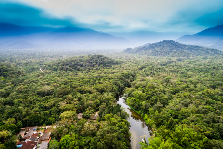 aerial view of rainforest