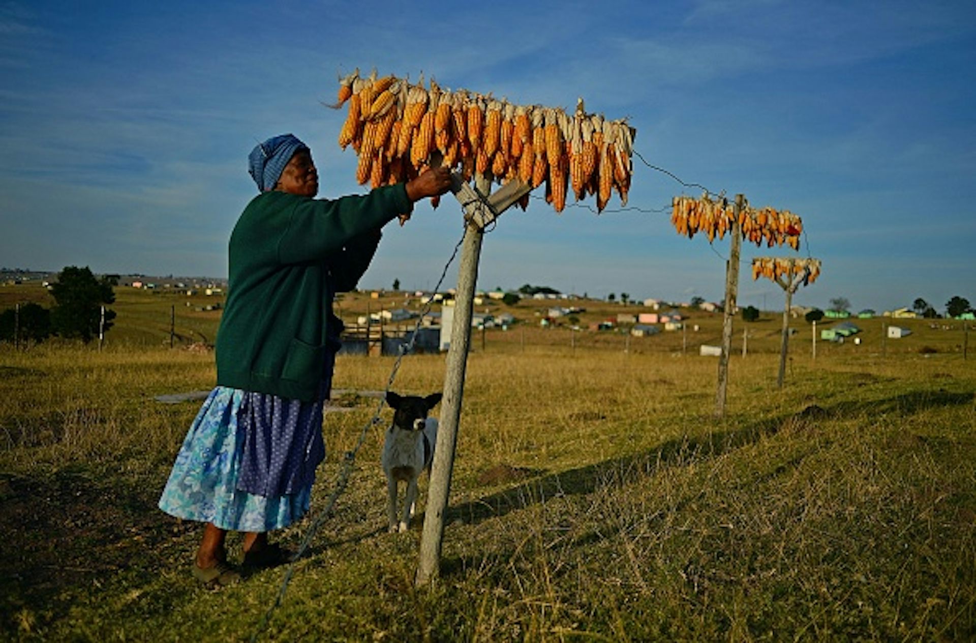 South Africa’s government has been buying land and leasing it to black farmers. Why it’s gone wrong and how to fix it