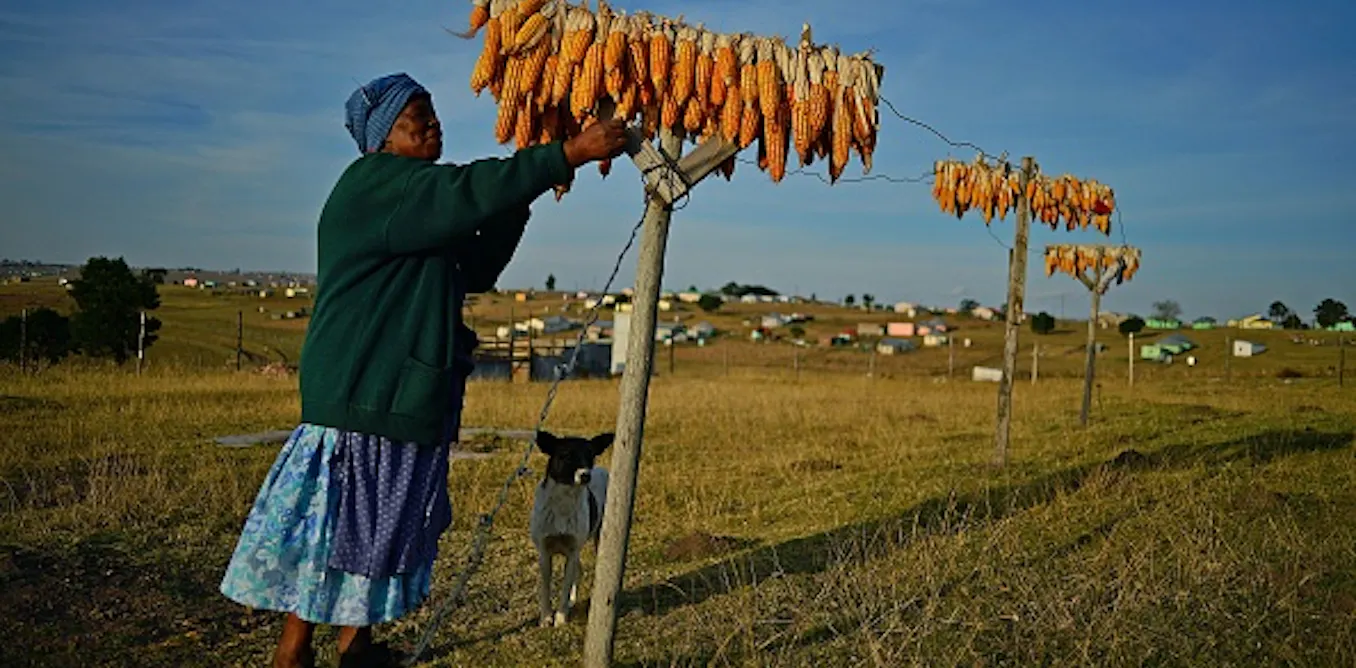 South Africa’s government has been buying land and leasing it to black farmers. Why it’s gone wrong and how to fix it South Africa’s government has been buying land and leasing it to black farmers. Why it’s gone wrong and how to fix it