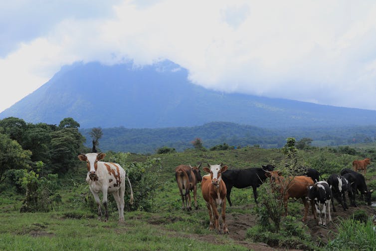 Cows in pasture without forested mountain in background