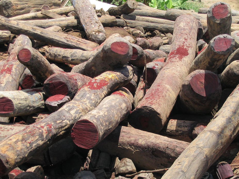 The Malagasy rosewood is more than ever threatened!