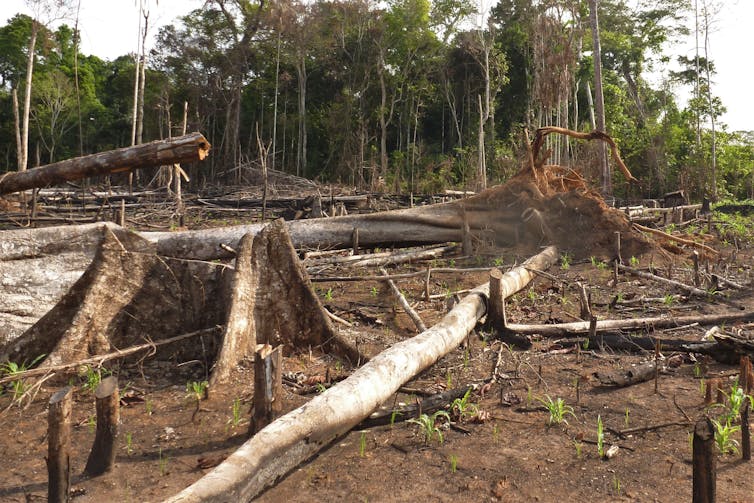 Tree stumps in deforested area