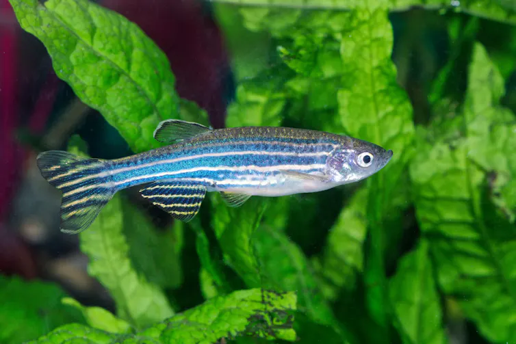 A zebrafish.
