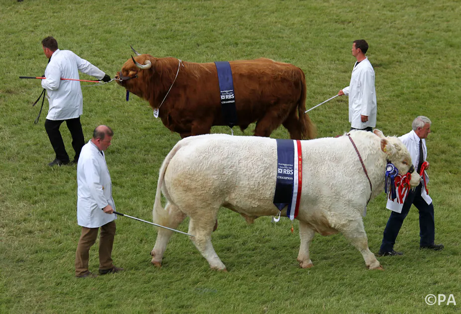 How Much Does A Whole Butchered Cow Cost at Nicholas Erwin blog