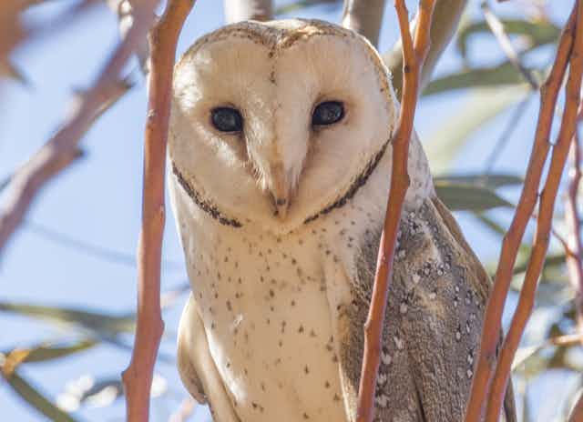 A photo of an eastern barn owl peering through the branches of a tree, looking at the camera