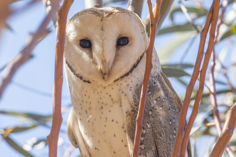 A photo of an eastern barn owl peering through the branches of a tree, looking at the camera