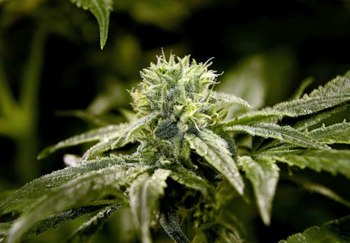 As many states weigh legalising cannabis, here's what they can learn from the struggles of growers in Canberra