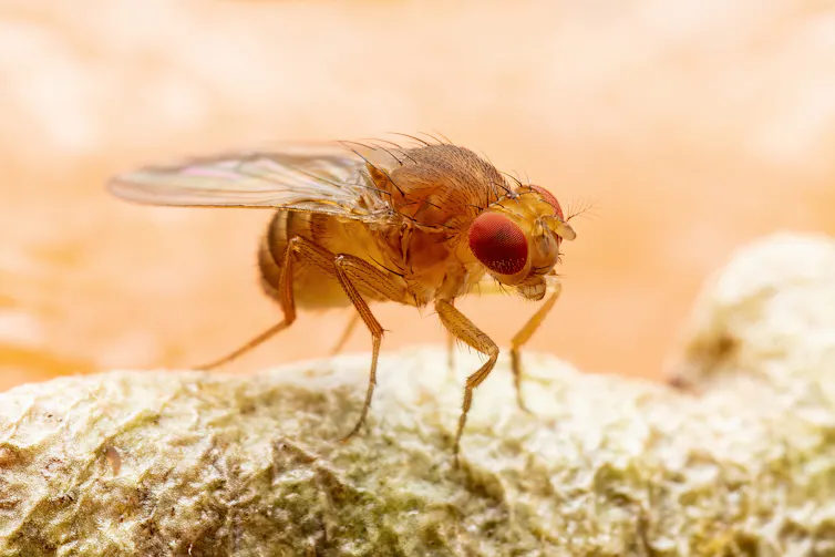 a small fly