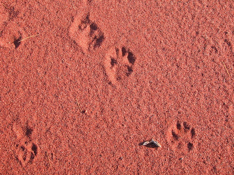 Close-up of very red coarse sand with several paw prints.