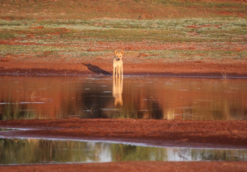 Did Australia's First Peoples domesticate dingoes? They certainly buried them with great care