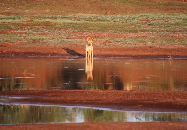 A dingo seen in the distance on a backdrop of red and dusty green landscape