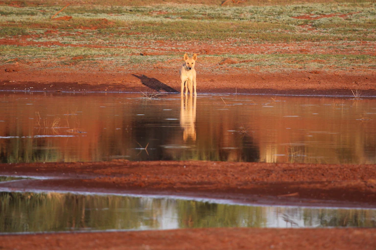 A dingo seen in the distance on a backdrop of red and dusty green landscape