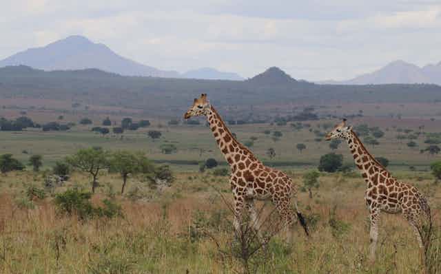 Two giraffes cross a grassy savanna with hills in the distance