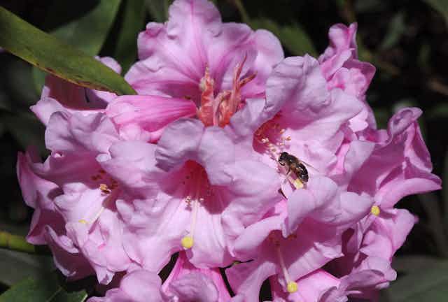 Insect stands on pink rhododendron petal