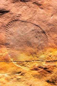 Hollows left by _Dickinsonia_ specimens - looks like an oval-shaped fern.