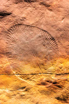 Hollows left by _Dickinsonia_ specimens - looks like an oval-shaped fern.