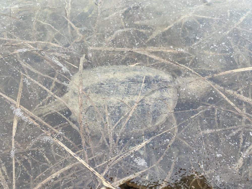 Northern map turtles survive cold winters staying active under ice