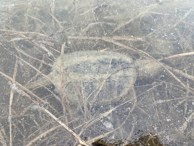 a turtle visible under frozen ice